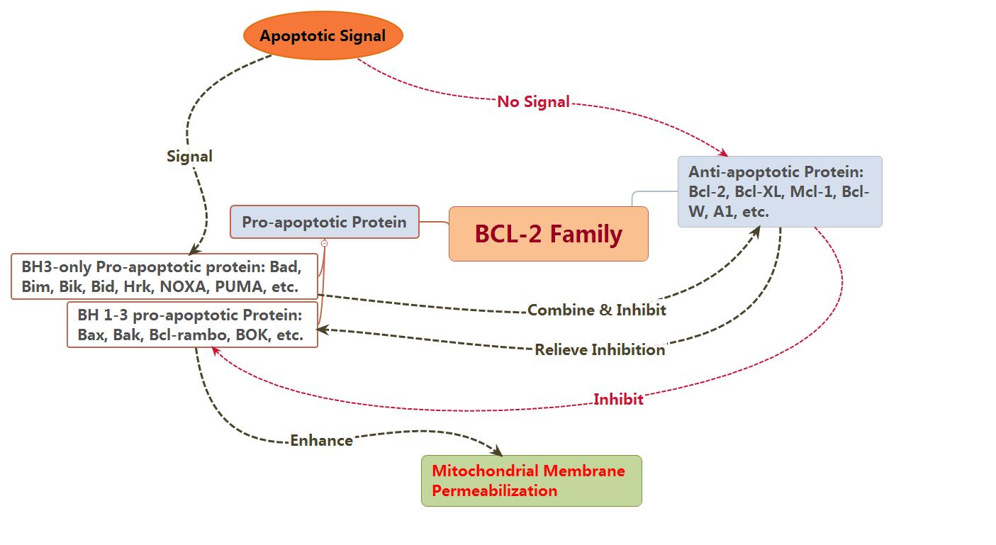 BCL-2 family in apoptosis