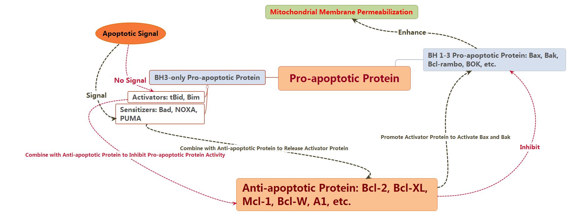 BH3 family in apoptosis