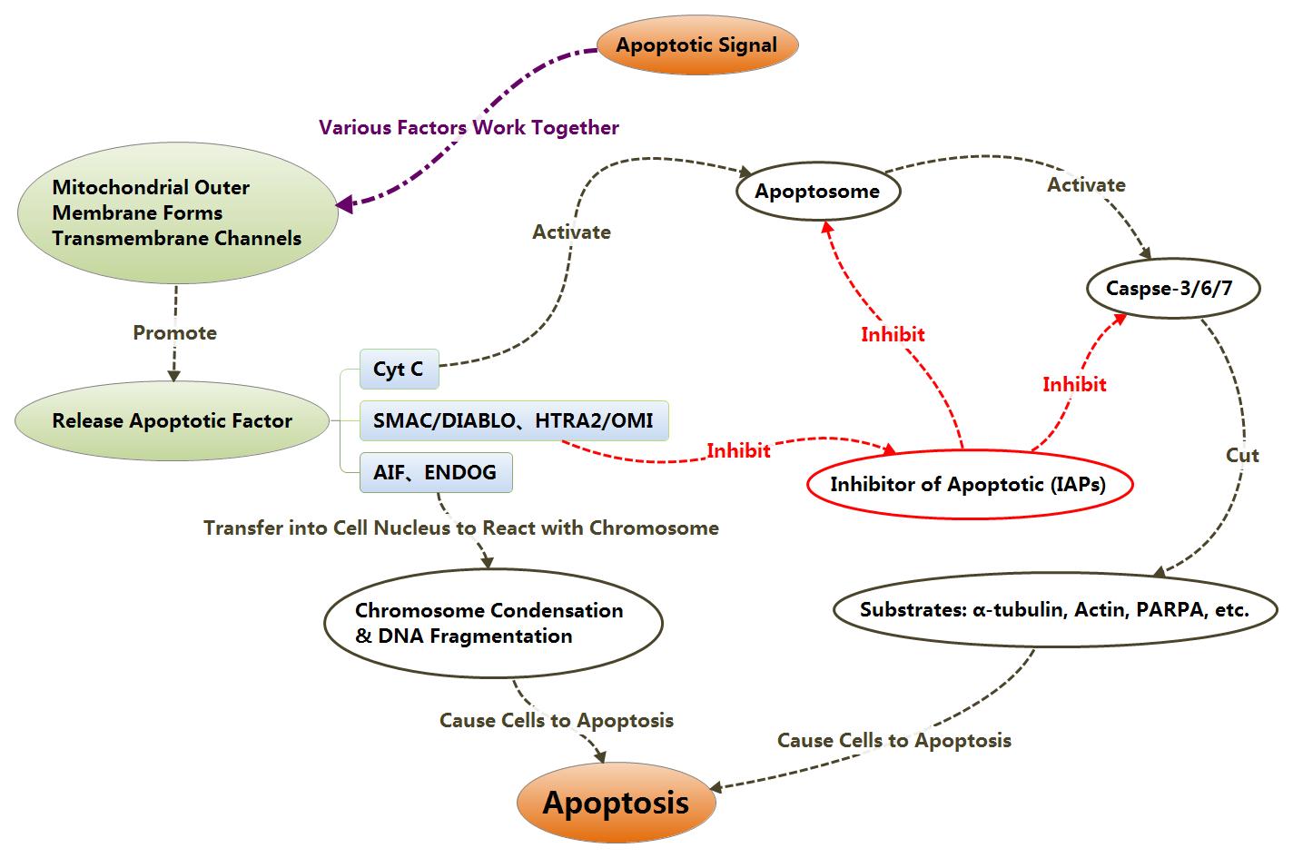 Apoptosis process mediated by mitochondria
