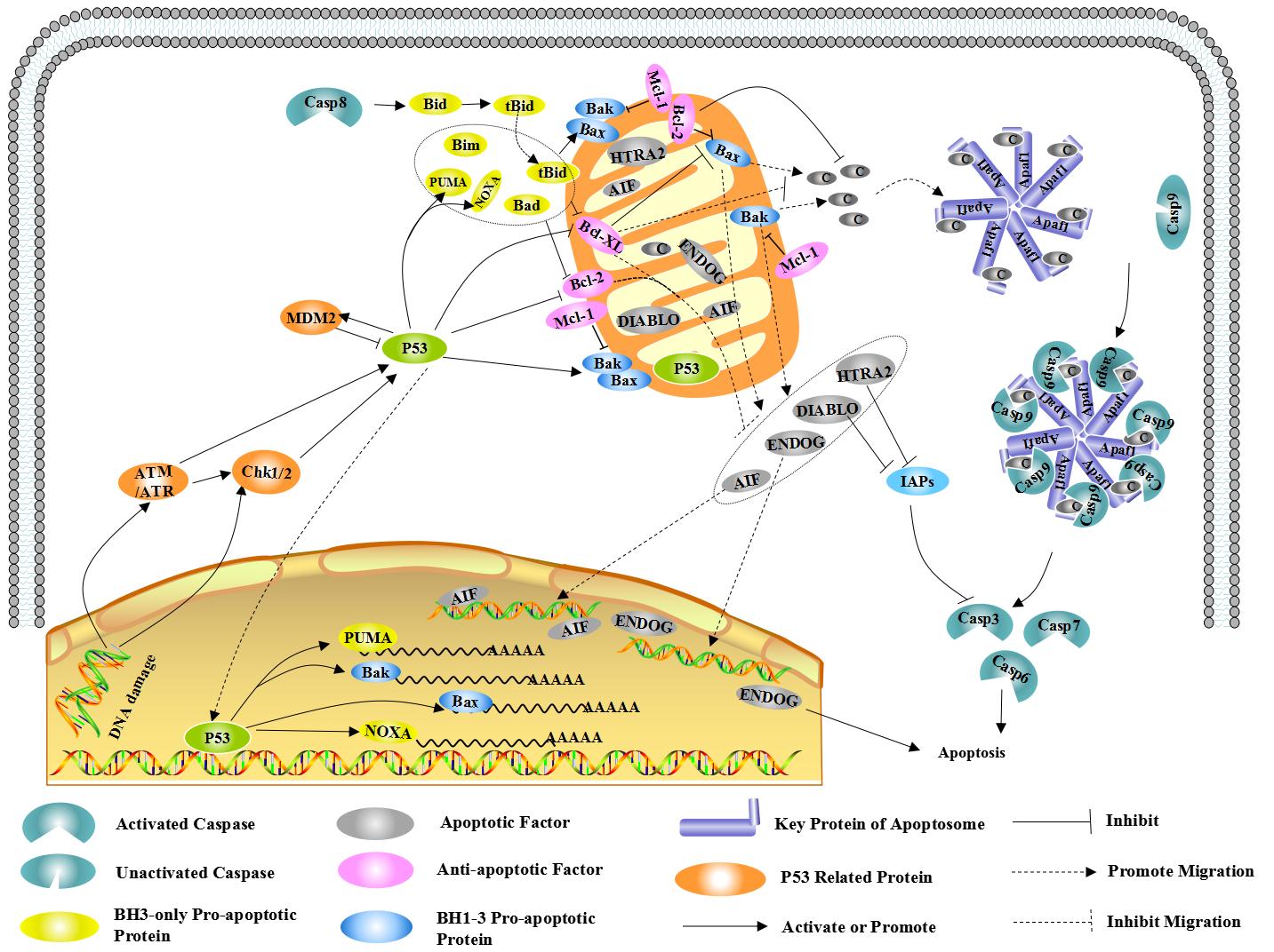 Apoptosis Mediated by Mitochondria