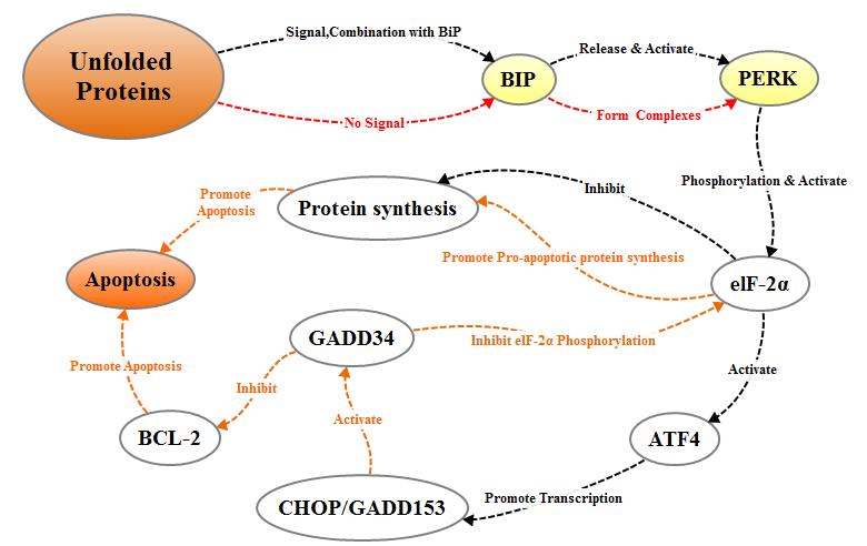 PERK pathway