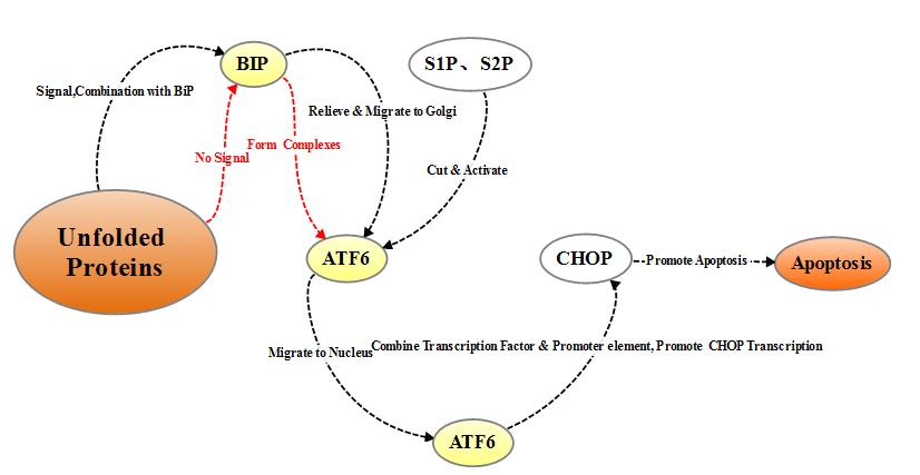 ATF6 pathway