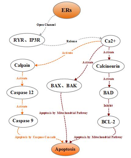 Regulation of apoptosis by the imbalance of calcium ion homeostasis