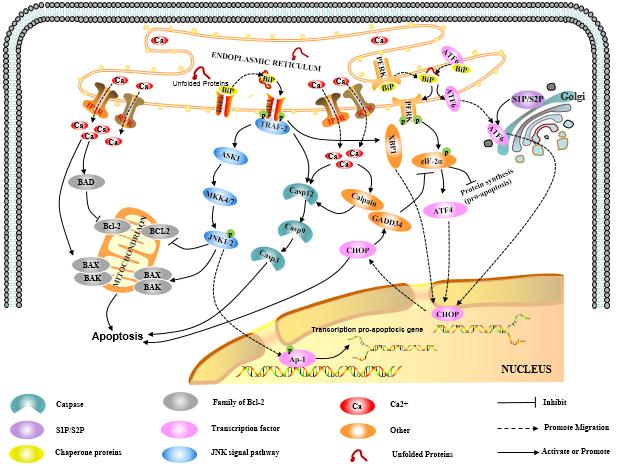 apoptosis Regulation