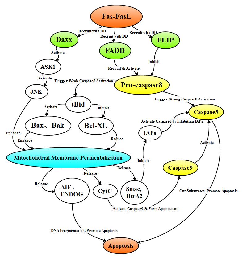 Fas signal pathway