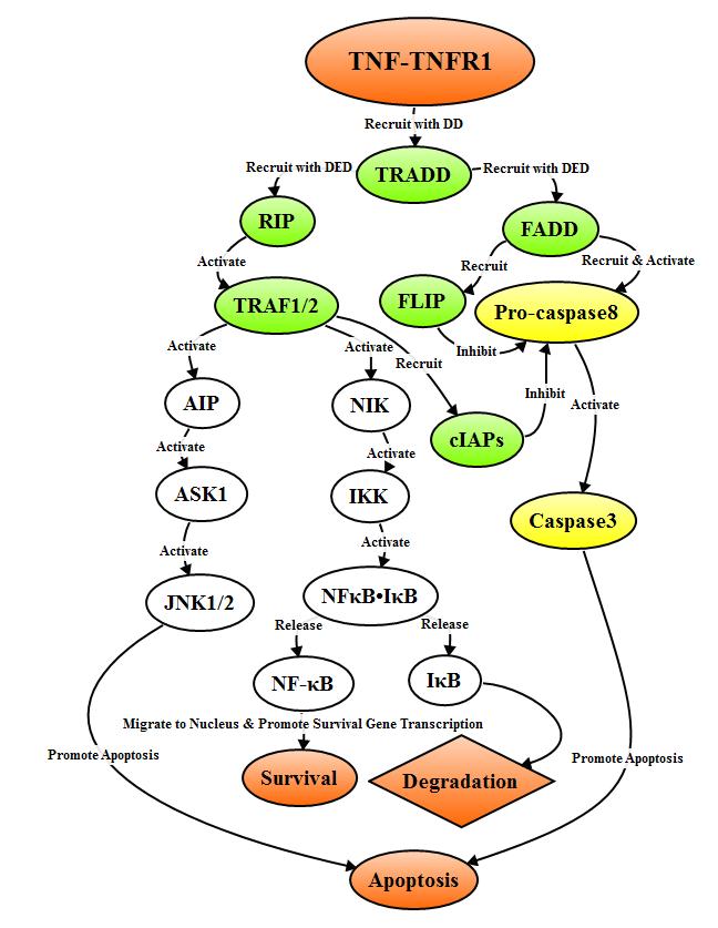 TNFR1 signal pathway