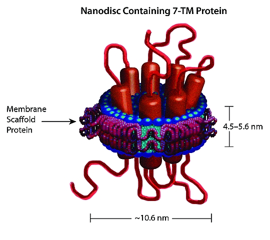 Schematic illustration of a MSP nanodiscs with a 7-transmembrane protein embedded