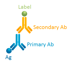 Primary Ab VS. Secondary Ab