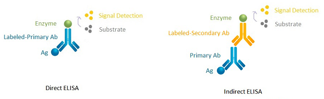 Direct ELISA VS. Indirect ELISA