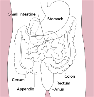 The colon and rectum
