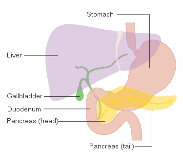 The Pancreas