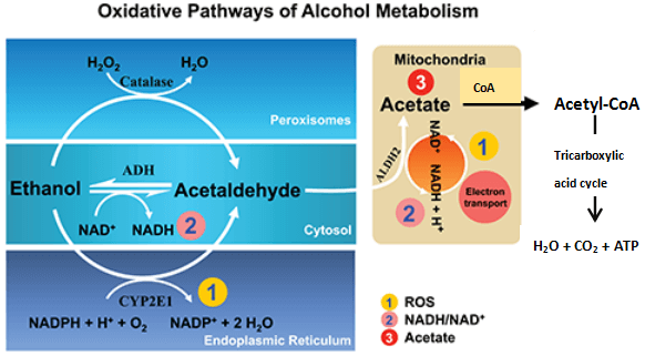 The process of alcohol metabolism