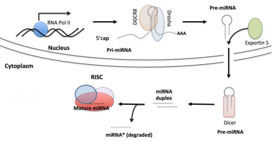 Canonical pathway of miRNA biosynthesis