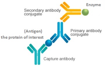 Sandwich ELISA