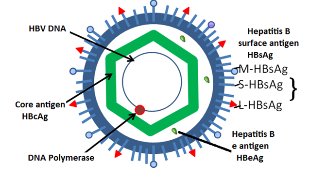 what kills hepatitis b on surfaces