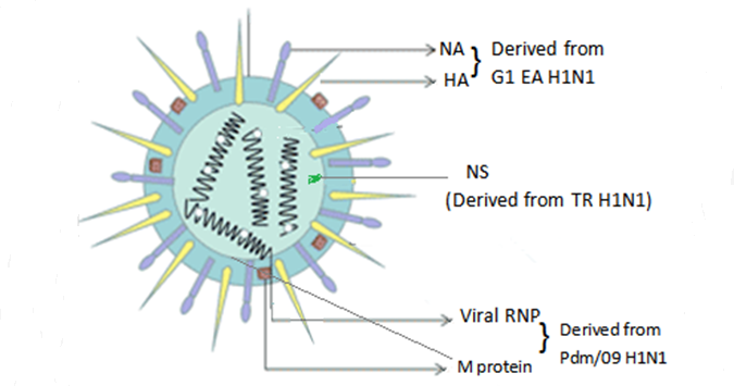 The schematic of G4 structure