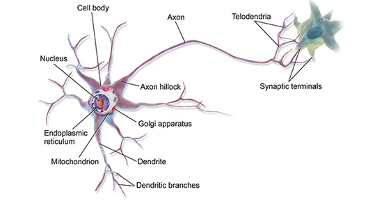 The structure of a neuron