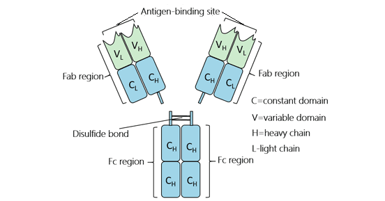 The structure of IgG antibody isotype