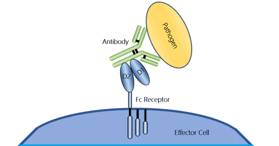 The illustration of an Fc receptor