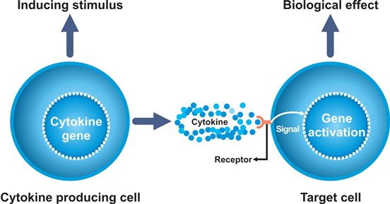 The process by which cytokines work