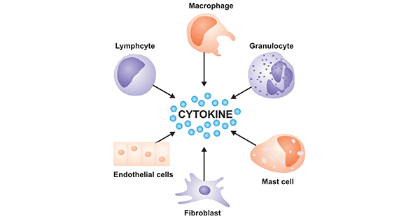 Various cells that produce cytokines