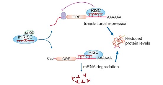 Mechanism of action of miRNA