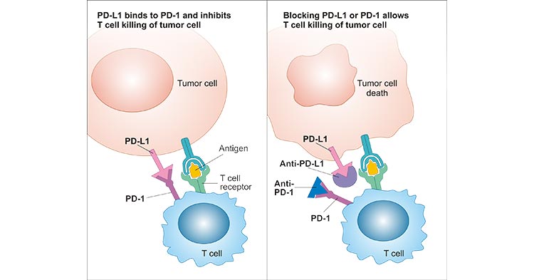 PD-1PD-L1 pathway