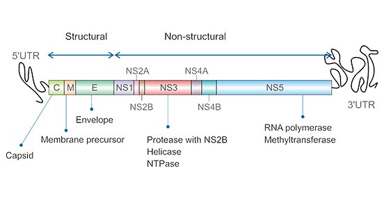 Dengue virus genome