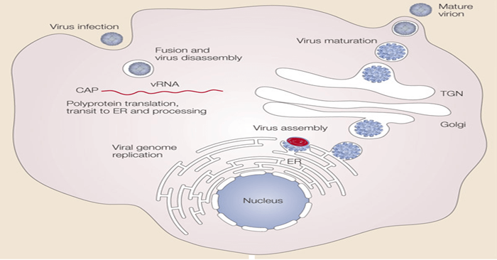 Dengue virus replication process