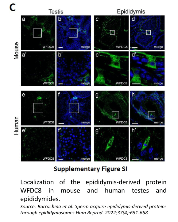 the absence of WFDC8 in germ cells