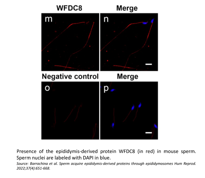 WFDC8 in the posterior part of mouse sperm tail