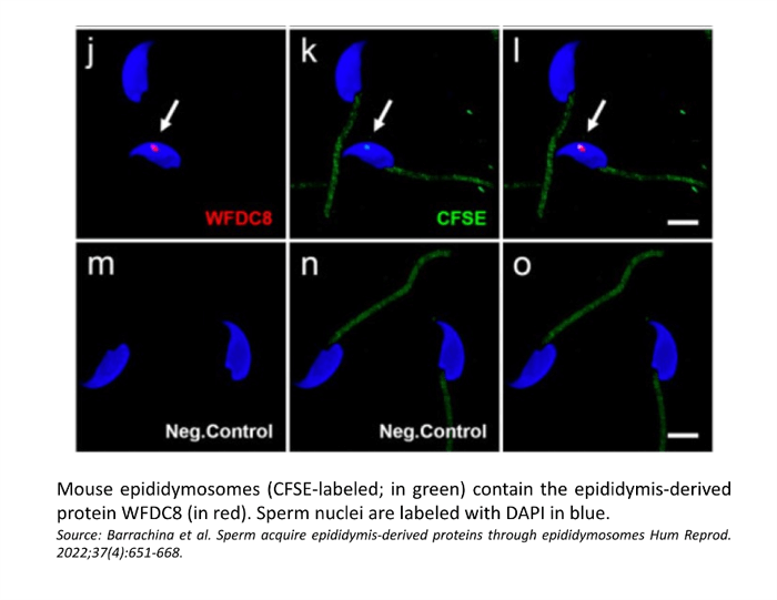 mouse epididymosomes contain the protein WFDC8