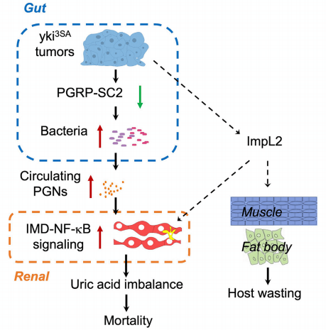 ImpL2 and renal uric acid metabolism