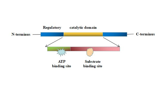 The structure of protein kinase