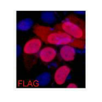 Flag-Tag Monoclonal Antibody IF