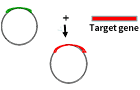 Plasmid construction