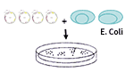 Transformation and strain screening