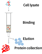 Target protein expression and purification