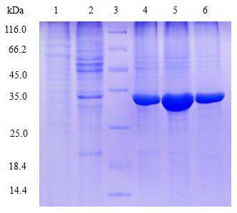 Insect Baculovirus Expression System case 01