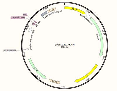 pFastbac1-KHM vector