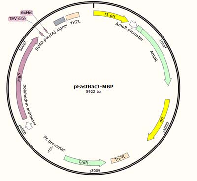 pFastBac1-MBP vector