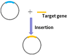 Plasmid construction