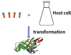 Scale up expression and purification