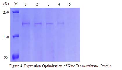 In vitro E.coli Expression System case 02