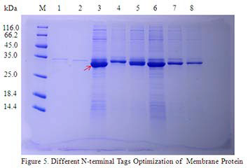 In vitro E.coli Expression System case 03