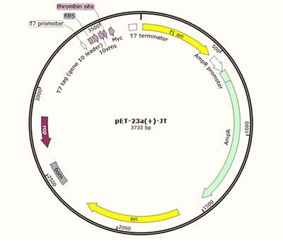 pET-23a(+)-JT vector