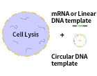 Plasmid construction and preparation