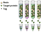 Target protein expression and purification