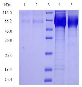 Mammalian Cell Expression case 01