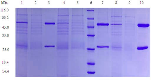 Mammalian Cell Expression case 02